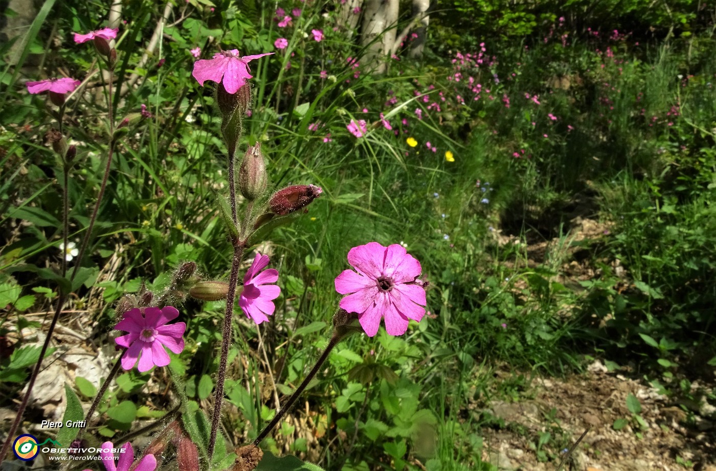 31 Fiori di silene dioica.JPG